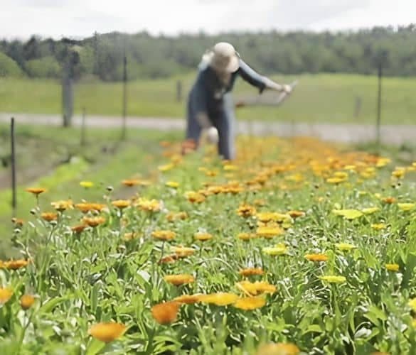 Rows of calendula in bloom at the fragrance farm, with a grower working the field.